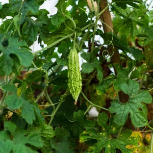 Bitter Melon Seeds - Momordica Charantia - Asian Vegetable Seeds - 10 Count - Image 4