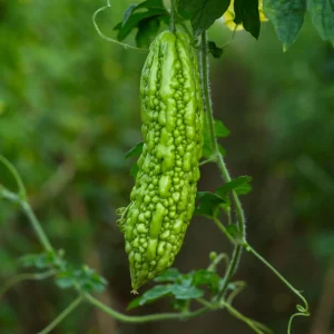 Bitter Melon Seeds - Momordica Charantia - Asian Vegetable Seeds - 10 Count - Image 5