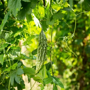 Bitter Melon Seeds - Momordica Charantia - Asian Vegetable Seeds - 10 Count - Image 7