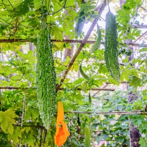 Bitter Melon Seeds - Momordica Charantia - Asian Vegetable Seeds - 10 Count - Image 9