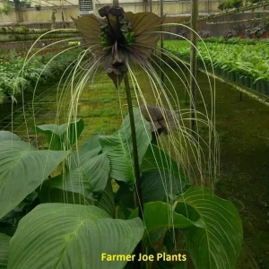 Black Bat Plant (Tacca chantrieri) Live Plant – 4-6in Tall – Unique Indoor/Outdoor - Image 2