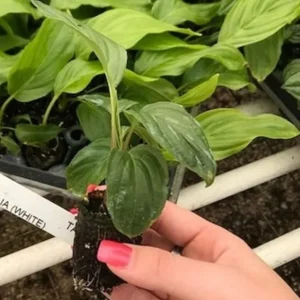 Black Bat Plant (Tacca chantrieri) Live Plant – 4-6in Tall – Unique Indoor/Outdoor - Image 3