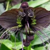 Black Bat Plant (Tacca chantrieri) Live Plant – 4-6in Tall – Unique Indoor/Outdoor - Image 1