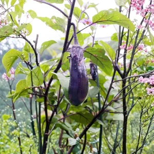 Black Beauty Eggplant Seeds - Heirloom Vegetable Seeds - High Yield - 30 Seeds - Image 10