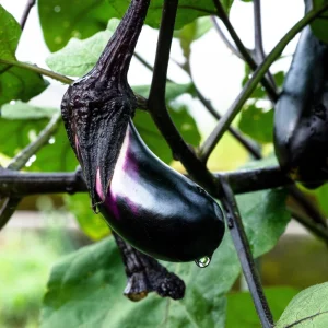 Black Beauty Eggplant Seeds - Heirloom Vegetable Seeds - High Yield - 30 Seeds - Image 11