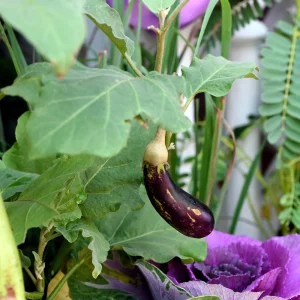 Black Beauty Eggplant Seeds - Heirloom Vegetable Seeds - High Yield - 30 Seeds - Image 3