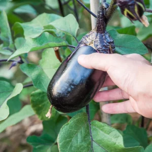 Black Beauty Eggplant Seeds - Heirloom Vegetable Seeds - High Yield - 30 Seeds - Image 4
