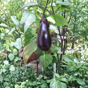 Black Beauty Eggplant Seeds - Heirloom Vegetable Seeds - High Yield - 30 Seeds - Image 6