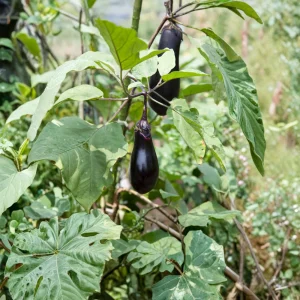 Black Beauty Eggplant Seeds - Heirloom Vegetable Seeds - High Yield - 30 Seeds - Image 7