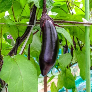 Black Beauty Eggplant Seeds - Heirloom Vegetable Seeds - High Yield - 30 Seeds - Image 8