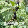 Black Beauty Eggplant Seeds - Heirloom Vegetable Seeds - High Yield - 30 Seeds - Image 1