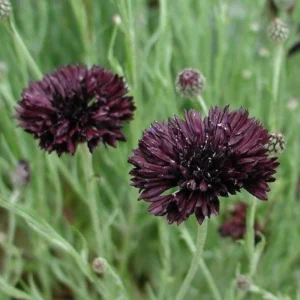 Black Cornflower Seeds - Centaurea cyanus - Heirloom Annual Flower Seeds - Image 11