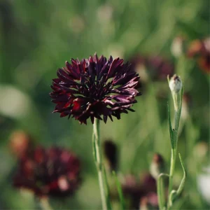 Black Cornflower Seeds - Centaurea cyanus - Heirloom Annual Flower Seeds - Image 13