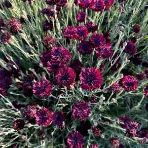 Black Cornflower Seeds - Centaurea cyanus - Heirloom Annual Flower Seeds - Image 14