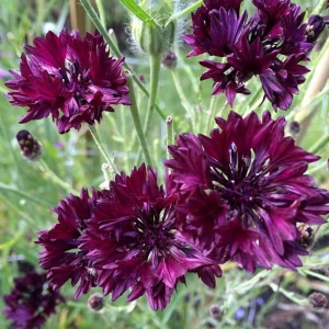 Black Cornflower Seeds - Centaurea cyanus - Heirloom Annual Flower Seeds - Image 16