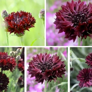 Black Cornflower Seeds - Centaurea cyanus - Heirloom Annual Flower Seeds - Image 4