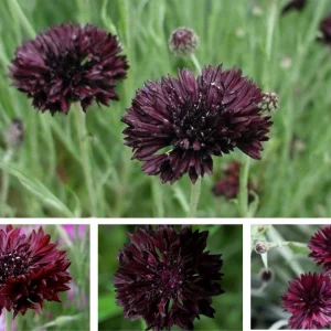 Black Cornflower Seeds - Centaurea cyanus - Heirloom Annual Flower Seeds - Image 6