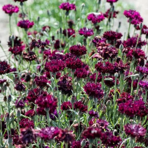 Black Cornflower Seeds - Centaurea cyanus - Heirloom Annual Flower Seeds - Image 8
