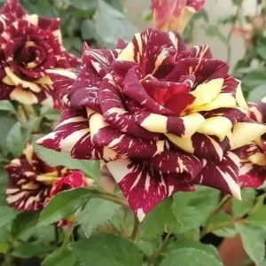 Black Dragon Rose Seeds - Perennial Flower Seeds - 30 Seed Pack for Outdoor Garden - Image 10