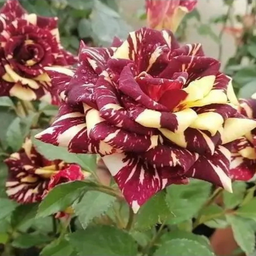 Black Dragon Rose Seeds - Perennial Flower Seeds - 30 Seed Pack for Outdoor Garden - Image 10