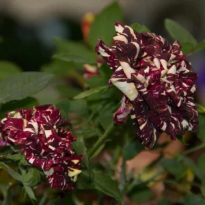 Black Dragon Rose Seeds - Perennial Flower Seeds - 30 Seed Pack for Outdoor Garden - Image 14
