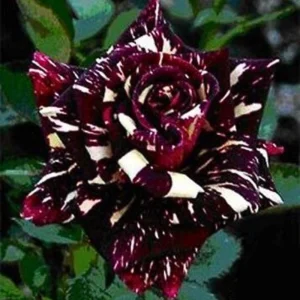 Black Dragon Rose Seeds - Perennial Flower Seeds - 30 Seed Pack - Image 14