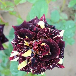 Black Dragon Rose Seeds - Perennial Flower Seeds - 30 Seed Pack for Outdoor Garden - Image 15