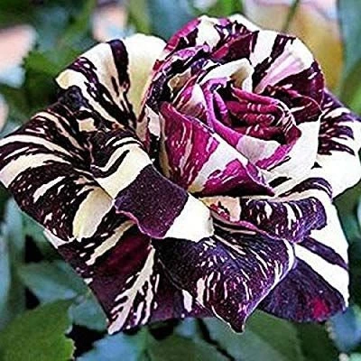 Black Dragon Rose Seeds - Perennial Flower Seeds - 30 Seed Pack - Image 2