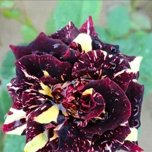 Black Dragon Rose Seeds - Perennial Flower Seeds - 30 Seed Pack for Outdoor Garden - Image 2