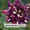 Black Dragon Rose Seeds - Perennial Flower Seeds - 30 Seed Pack - Image 1