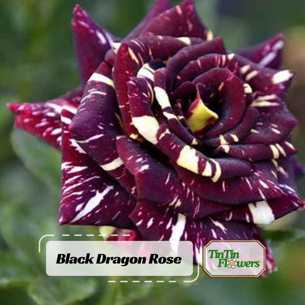 Black Dragon Rose Seeds - Perennial Flower Seeds - 30 Seed Pack - Image 1
