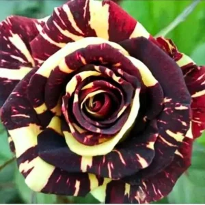 Black Dragon Rose Seeds - Perennial Flower Seeds - 30 Seed Pack - Image 5