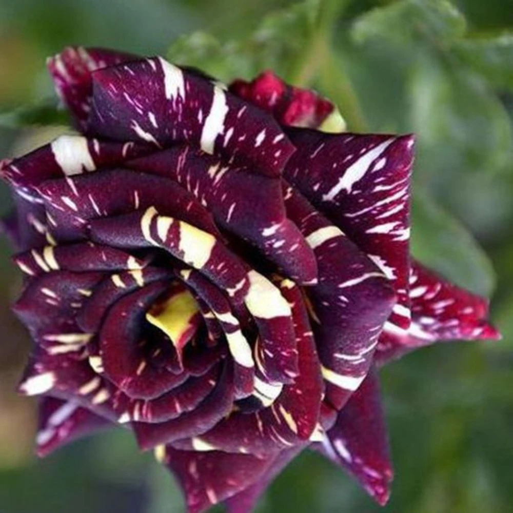 Black Dragon Rose Seeds - Perennial Flower Seeds - 30 Seed Pack - Image 7