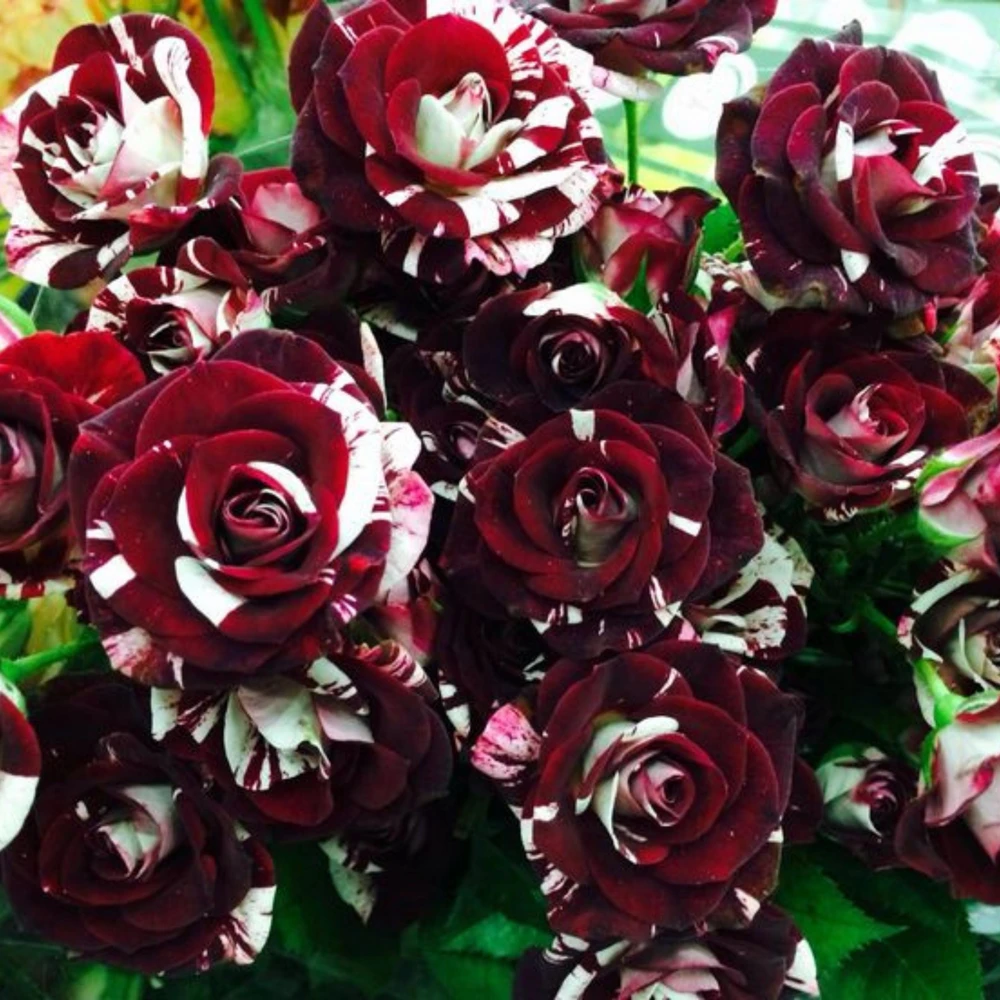 Black Dragon Rose Seeds - Perennial Flower Seeds - 30 Seed Pack - Image 8