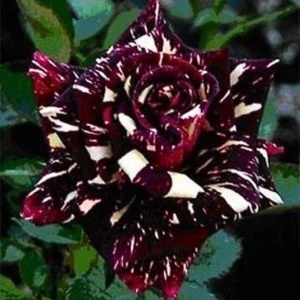 Black Dragon Rose Seeds - Perennial Flower Seeds - 30 Seed Pack - Image 9