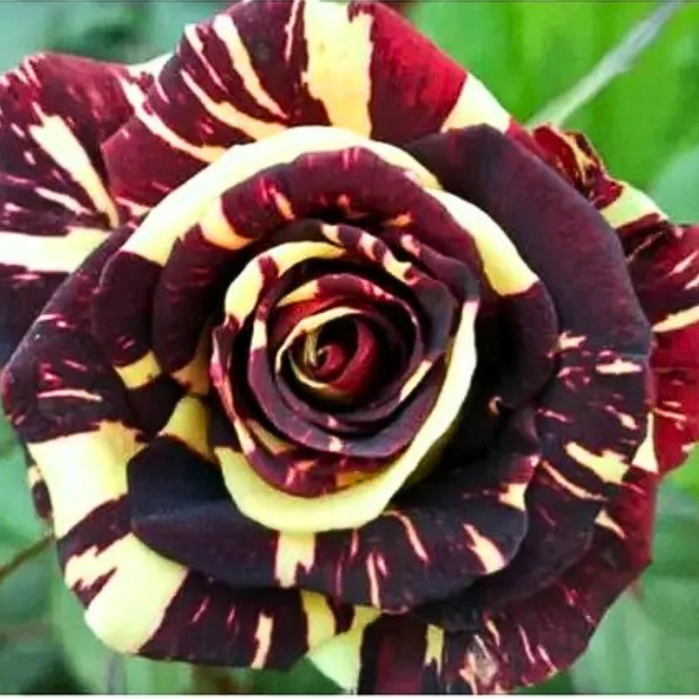Black Dragon Rose Seeds - Perennial Flower Seeds - 30 Seed Pack for Outdoor Garden - Image 9