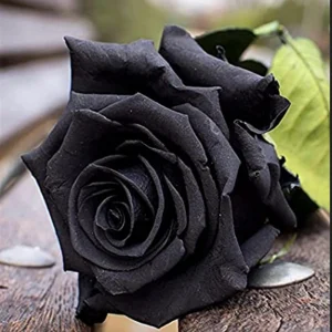 Black Halfeti Rose Seeds - Perennial Flower Seeds - 30 Seeds - Rare & Exotic Blooms - Image 10