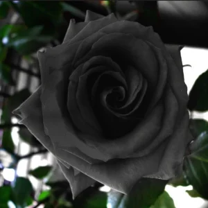 Black Halfeti Rose Seeds - Perennial Flower Seeds - 30 Seeds - Rare & Exotic Blooms - Image 11