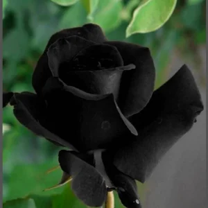 Black Halfeti Rose Seeds - Perennial Flower Seeds - 30 Seeds - Rare & Exotic Blooms - Image 12