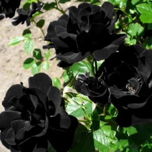 Black Halfeti Rose Seeds - Perennial Flower Seeds - 30 Seeds - Rare & Exotic Blooms - Image 15