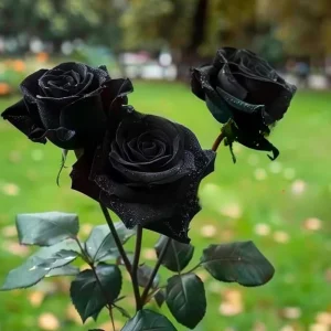 Black Halfeti Rose Seeds - Perennial Flower Seeds - 30 Seeds - Rare & Exotic Blooms - Image 16