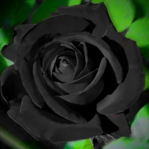 Black Halfeti Rose Seeds - Perennial Flower Seeds - 30 Seeds - Rare & Exotic Blooms - Image 17
