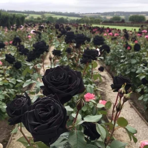 Black Halfeti Rose Seeds - Perennial Flower Seeds - 30 Seeds - Rare & Exotic Blooms - Image 18