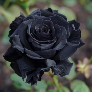 Black Halfeti Rose Seeds - Perennial Flower Seeds - 30 Seeds - Rare & Exotic Blooms - Image 19
