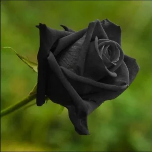 Black Halfeti Rose Seeds - Perennial Flower Seeds - 30 Seeds - Rare & Exotic Blooms - Image 2