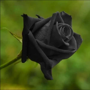 Black Halfeti Rose Seeds - Perennial Flower Seeds - 30 Seeds - Rare & Exotic Blooms - Image 20