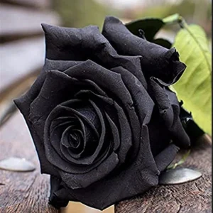 Black Halfeti Rose Seeds - Perennial Flower Seeds - 30 Seeds - Rare & Exotic Blooms - Image 3