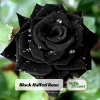 Black Halfeti Rose Seeds - Perennial Flower Seeds - 30 Seeds - Rare & Exotic Blooms - Image 1