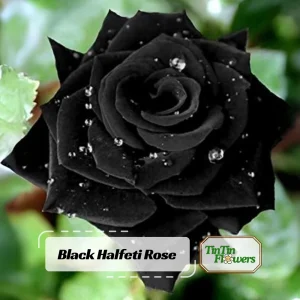 Black Halfeti Rose Seeds - Perennial Flower Seeds - 30 Seeds - Rare & Exotic Blooms - Image 1