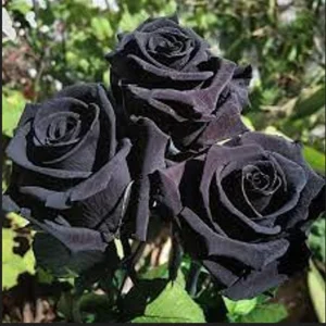 Black Halfeti Rose Seeds - Perennial Flower Seeds - 30 Seeds - Rare & Exotic Blooms - Image 4
